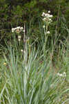 Yuccaleaf eryngo <BR>Northern rattlesnake master